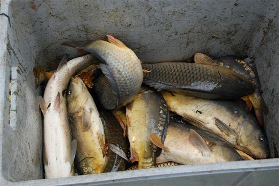 Výlov požární nádrže ve Vrbně