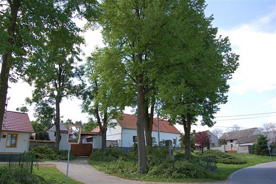 Odborná prořezávka vzrostlých stromů 